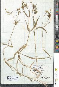 spécimen de Stellaria holostea