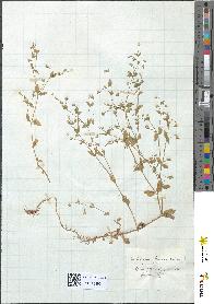 spécimen de Arenaria trinervia