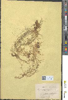 spécimen de Sagina procumbens