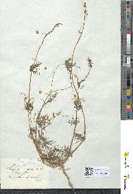spécimen de Spergula arvensis