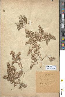 spécimen de Loeflingia hispanica