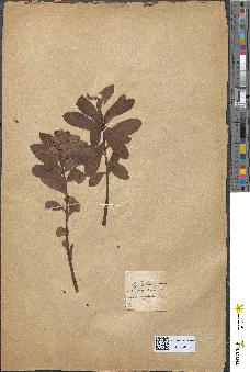 spécimen de Euphorbia helioscopia