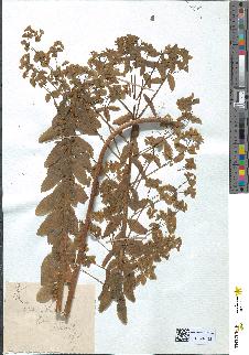 spécimen de Euphorbia stricta
