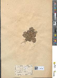 spécimen de Euphorbia falcata