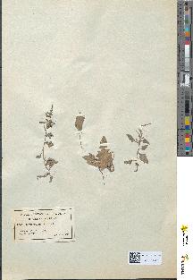 spécimen de Chenopodium rubrum