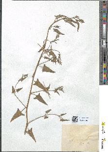 spécimen de Atriplex hastata