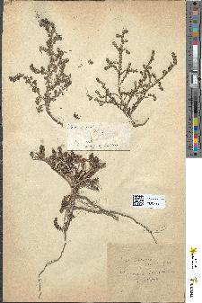 spécimen de Suaeda fruticosa