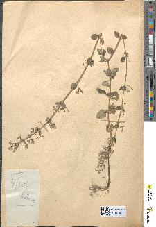 spécimen de Calamintha officinalis