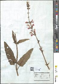 spécimen de Salvia pratensis
