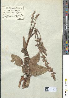 spécimen de Salvia pratensis