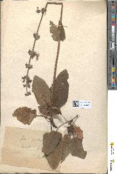spécimen de Salvia verticillata