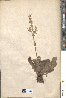 spécimen de Salvia verticillata