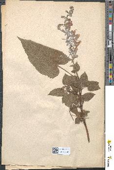 spécimen de Salvia verticillata