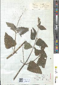 spécimen de Nepeta cataria