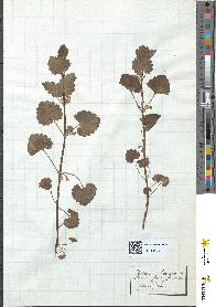 spécimen de Glechoma hederacea