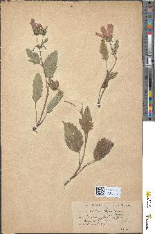 spécimen de Malope stipulacea