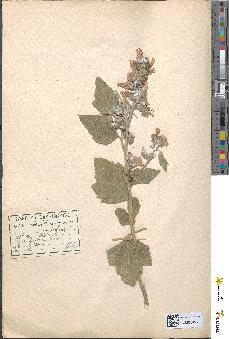 spécimen de Althaea officinalis