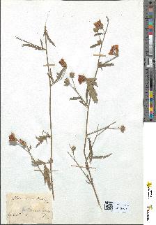 spécimen de Althaea cannabina