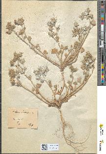 spécimen de Althaea hirsuta