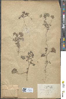 spécimen de Malva parviflora