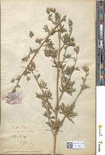spécimen de Malva alcea