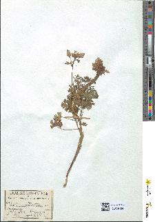spécimen de Malva moschata