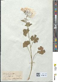 spécimen de Malva moschata