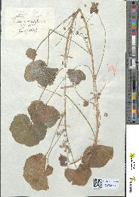 spécimen de Malva rotundifolia