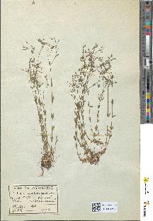spécimen de Linum catharticum