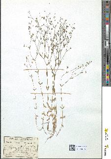 spécimen de Linum catharticum
