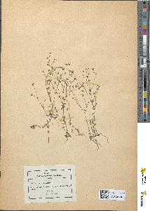 spécimen de Linum catharticum