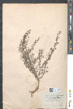 spécimen de Linaria vulgaris