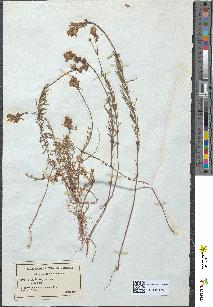spécimen de Linaria supina