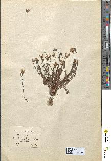 spécimen de Linaria supina
