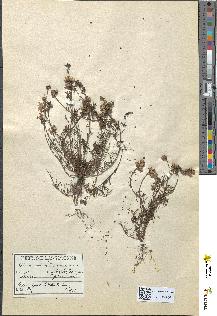 spécimen de Linaria supina