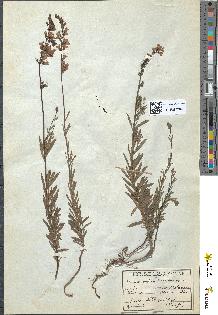 spécimen de Linaria striata