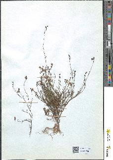 spécimen de Linaria striata