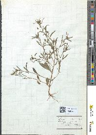 spécimen de Linaria minor