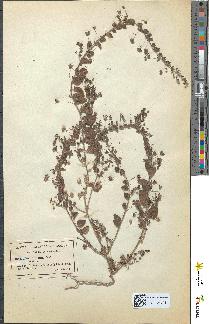 spécimen de Linaria elatine