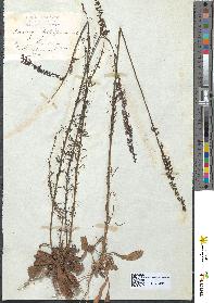 spécimen de Anarrhinum bellidifolium
