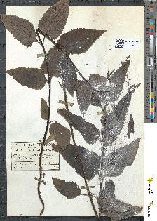 spécimen de Scrophularia nodosa