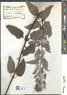 spécimen de Scrophularia nodosa