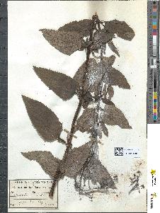 spécimen de Scrophularia nodosa