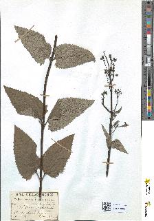 spécimen de Scrophularia nodosa