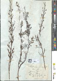spécimen de Scrophularia canina