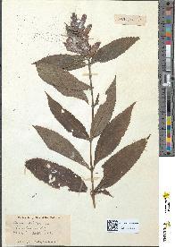 spécimen de Chelone glabra
