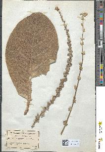 spécimen de Verbascum pulverulentum