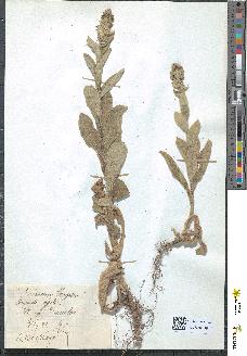spécimen de Verbascum thapsus