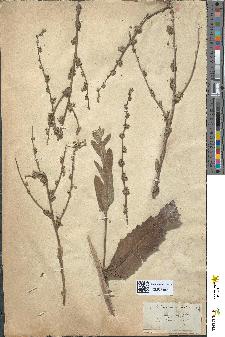 spécimen de Verbascum sinuatum