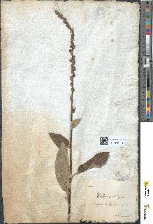 spécimen de Verbascum nigrum